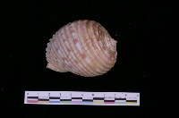 藏品(黃口鶉螺)的圖片